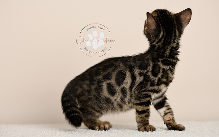 Bengal kitten for sale